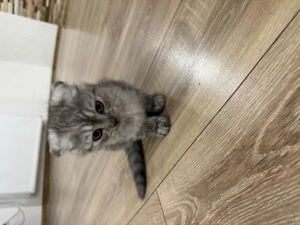 Vând pui de pisică scottish fold! 