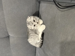 Vând pui de pisică scottish fold!  - imagine 5