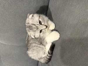 Vând pui de pisică scottish fold!  - imagine 4