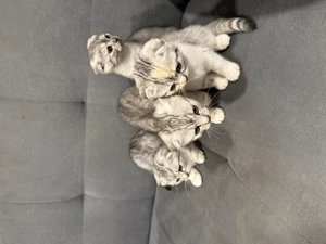 Vând pui de pisică scottish fold!  - imagine 3