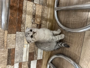 Vând pui de pisică scottish fold!  - imagine 2