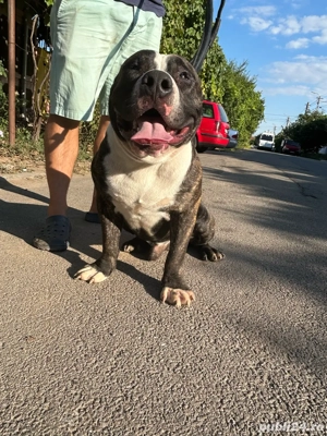 Adoptie coproprietate american bully