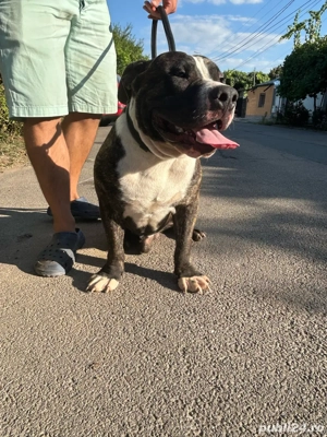 Adoptie coproprietate american bully - imagine 3