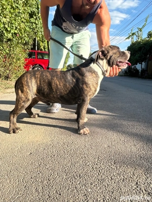 Adoptie coproprietate american bully - imagine 2