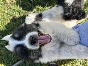 Căței Ciobanesc de Bucovina - imagine 4