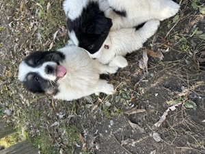 Căței Ciobanesc de Bucovina - imagine 5