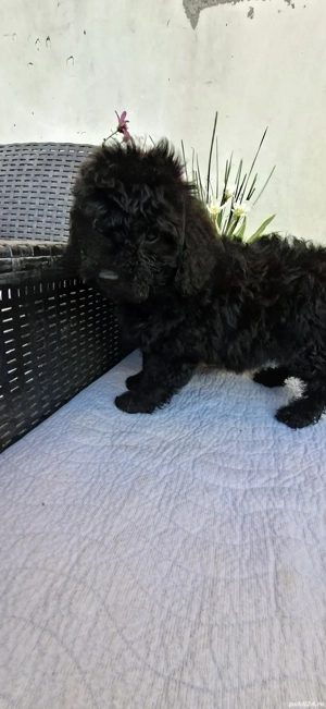 Pudel toy(caniche) - imagine 3