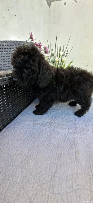 Pudel toy(caniche) - imagine 4