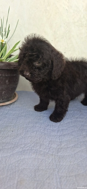 Pudel toy(caniche) - imagine 2