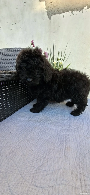 Pudel toy(caniche) - imagine 5