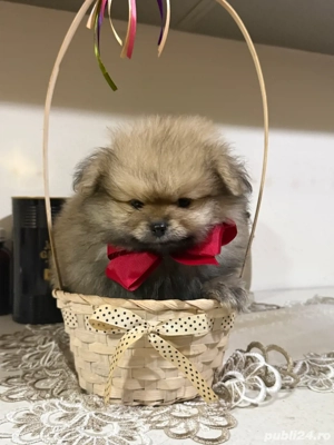 pomeranian ursulet