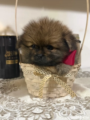 pomeranian ursulet - imagine 3