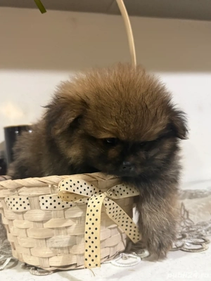 pomeranian ursulet - imagine 2