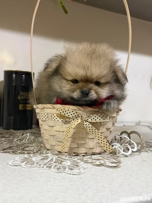pomeranian ursulet - imagine 4