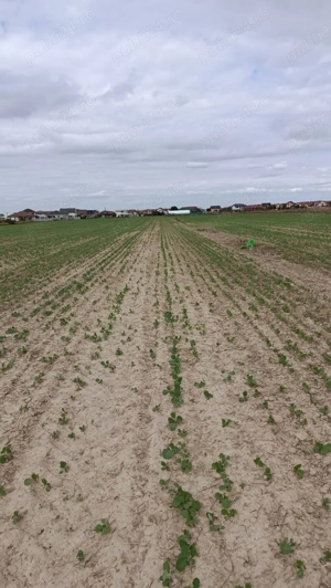 Vând teren in Grigorescu!