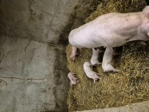 Vand scoafa cu purcei