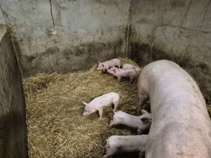 Vand scoafa cu purcei - imagine 2