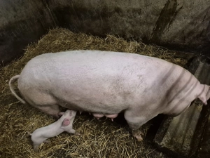 Vand scoafa cu purcei - imagine 3