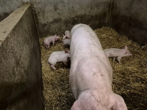 Vand scoafa cu purcei - imagine 5