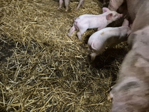 Vand scoafa cu purcei - imagine 4