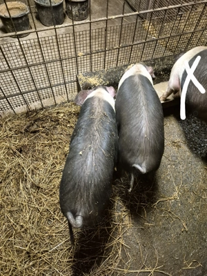 Vand soldani bazna  - imagine 2