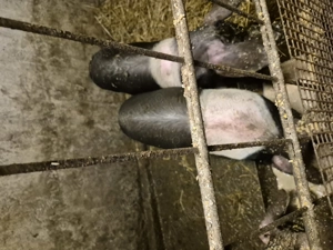 Vand soldani bazna  - imagine 4