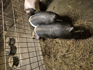 Vand soldani bazna  - imagine 3