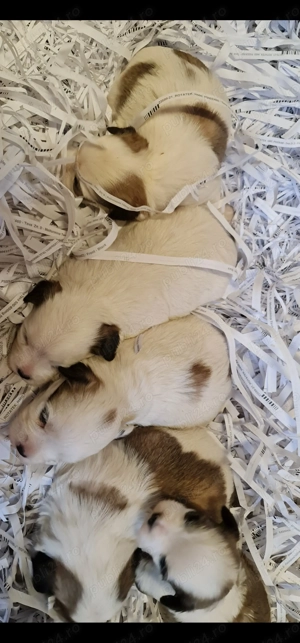 Bichon havanez  Cățeluși