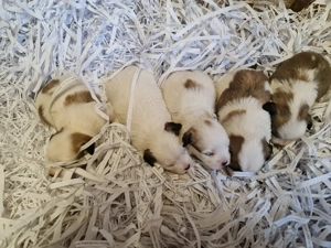 Bichon havanez  Cățeluși - imagine 2