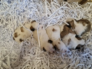 Bichon havanez  Cățeluși - imagine 3