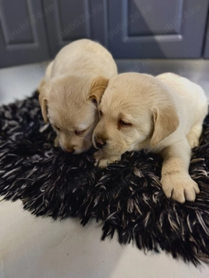 Vând pui Labrador  - imagine 3