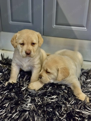 Vând pui Labrador  - imagine 2