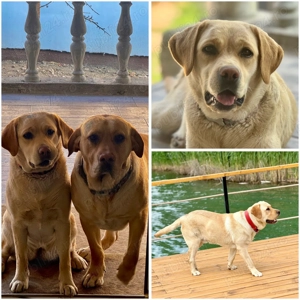 Vând pui Labrador  - imagine 4