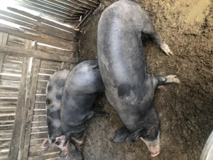 Vând porc 18 lei negociabil