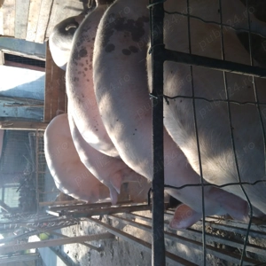 Porci  de tara - imagine 2