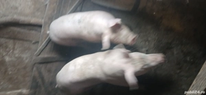 vând porci 120  130 kg - imagine 3 vând porci 120  130 kg - imagine 3
