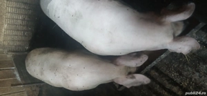 vând porci 120  130 kg - imagine 2 vând porci 120  130 kg - imagine 2