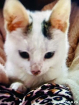 Pisicute sanatoase pentru adoptie, varsta 3 luni - imagine 4 Pisicute sanatoase pentru adoptie, varsta 3 luni - imagine 4