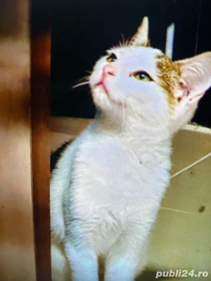 Pisicute sanatoase pentru adoptie, varsta 3 luni - imagine 3 Pisicute sanatoase pentru adoptie, varsta 3 luni - imagine 3