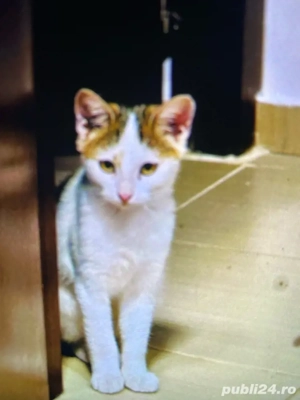 Pisicute sanatoase pentru adoptie, varsta 3 luni - imagine 5 Pisicute sanatoase pentru adoptie, varsta 3 luni - imagine 5