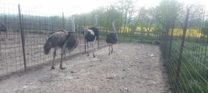 Vând familii struți reproducătoare  - imagine 2 Vând familii struți reproducătoare  - imagine 2