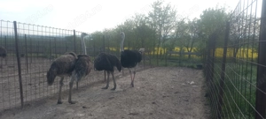 Vând familii struți reproducătoare  - imagine 3 Vând familii struți reproducătoare  - imagine 3