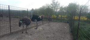 Vând familii struți reproducătoare  - imagine 4 Vând familii struți reproducătoare  - imagine 4