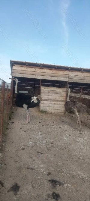 Vând familii struți reproducătoare 