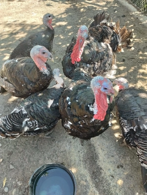 Curci Curcani 12 14 kg - imagine 3 Curci Curcani 12 14 kg - imagine 3