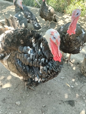 Curci Curcani 12 14 kg