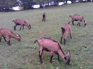   Vand iede alpina franceza - imagine 2