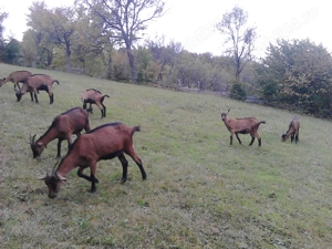   Vand iede alpina franceza - imagine 3