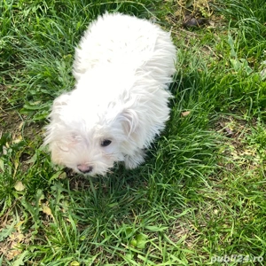 Bichon maltez