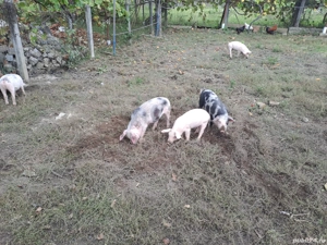 purcei 10 saptamani  - imagine 2 purcei 10 saptamani  - imagine 2